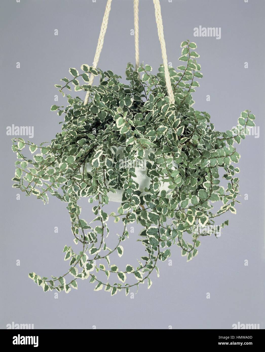 Zimmerpflanzen - Moraceae. Klettern Feigen (Ficus Pumila "Sonnig  Stockfotografie - Alamy