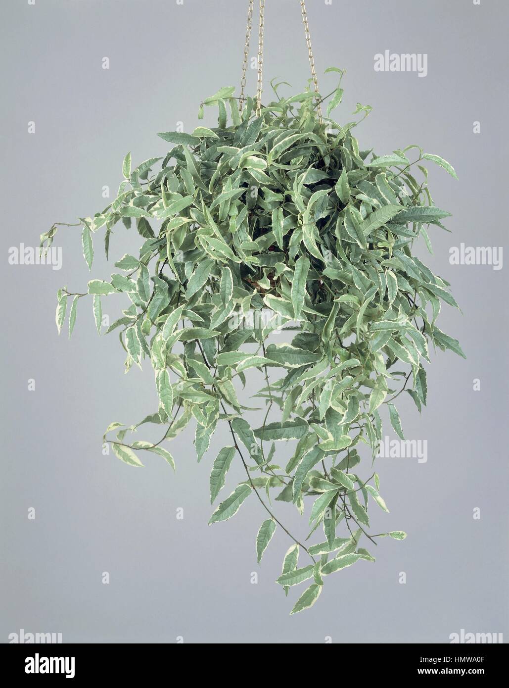 syngonium albo variegata Syngonium Albo bunt  Monjungle