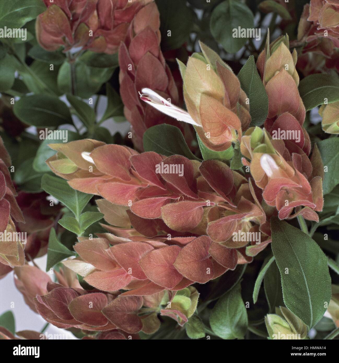 Botanik - Acanthaceae. Garnelen-Pflanze (Beloperone Guttata) Stockfoto