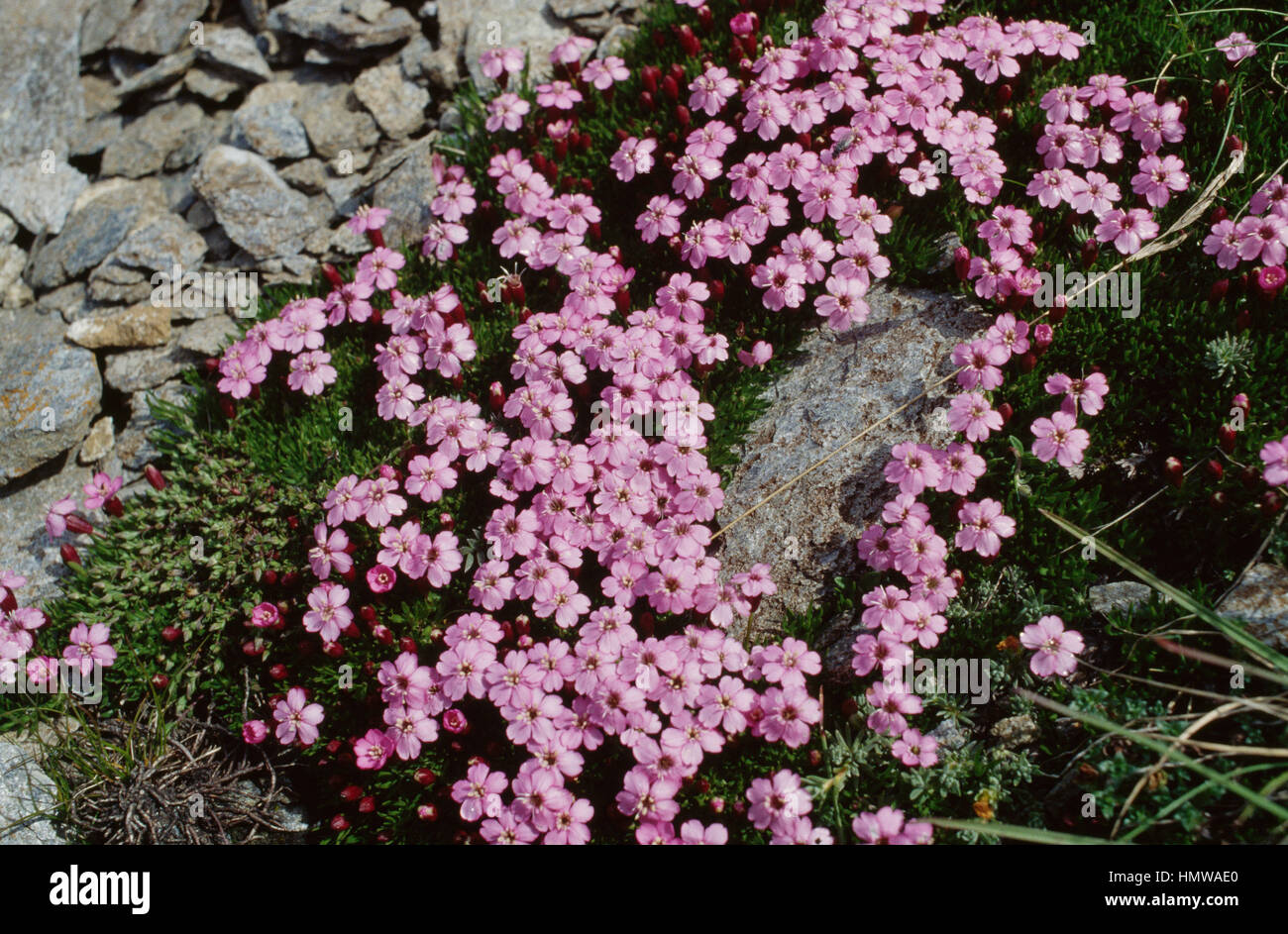 Phlox (Phlox Douglasii Hook), getuftet Polemoniaceae. Stockfoto