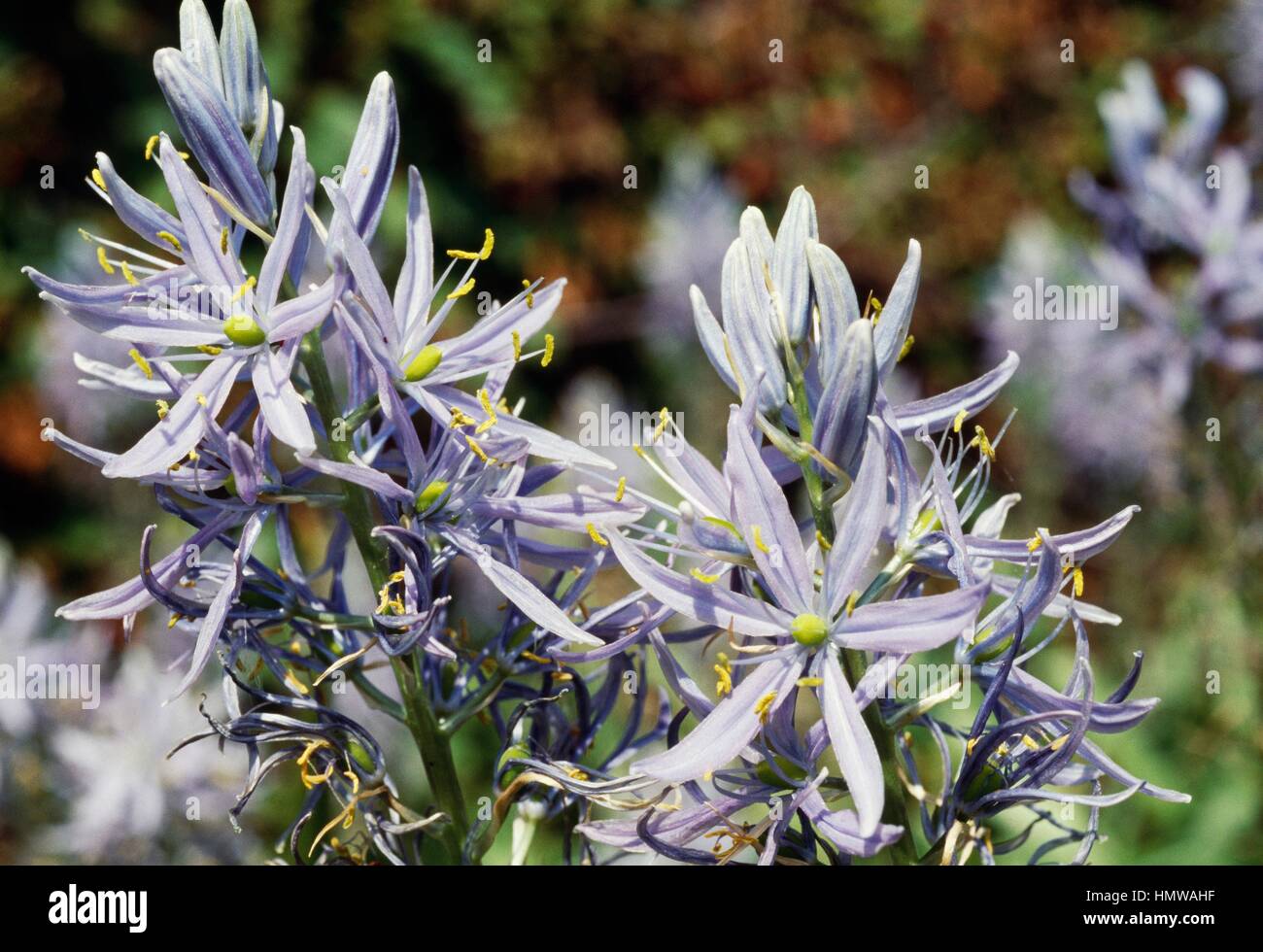CUSSICK ist Camas (Camassia Cusickii), Asparagaceae. Stockfoto