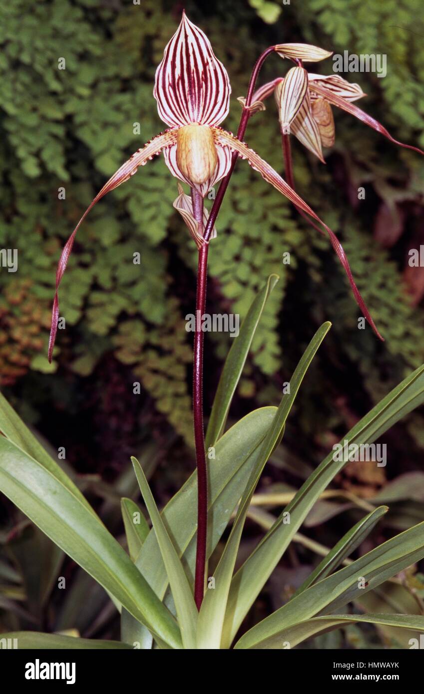 Venus' Slipper (Paphiopedilum Haynaldianum), Orchidaceae. Stockfoto