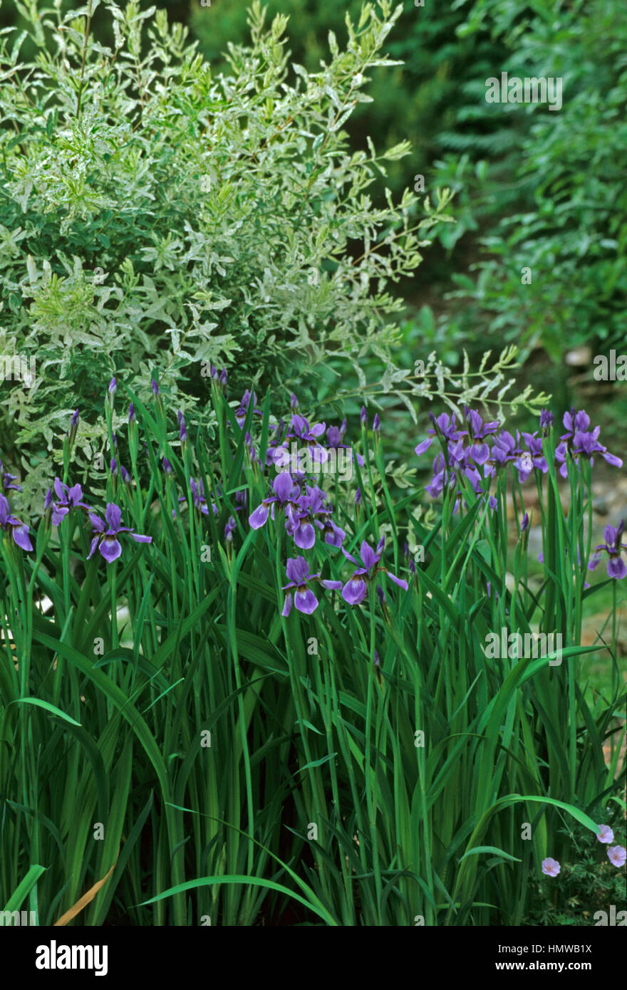 Iris Isiberica ' Caesars Brother ' mit 'Hakuro Nishiki' erschlagen Stockfoto