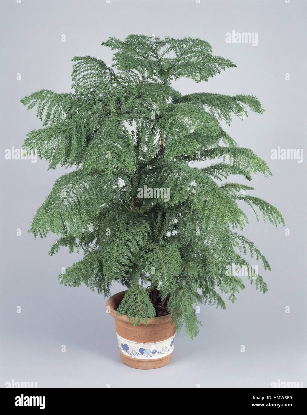 Zimmerpflanzen - Araucariaceae. Norfolk Insel Pine (Araucaria Heterophylla  Stockfotografie - Alamy