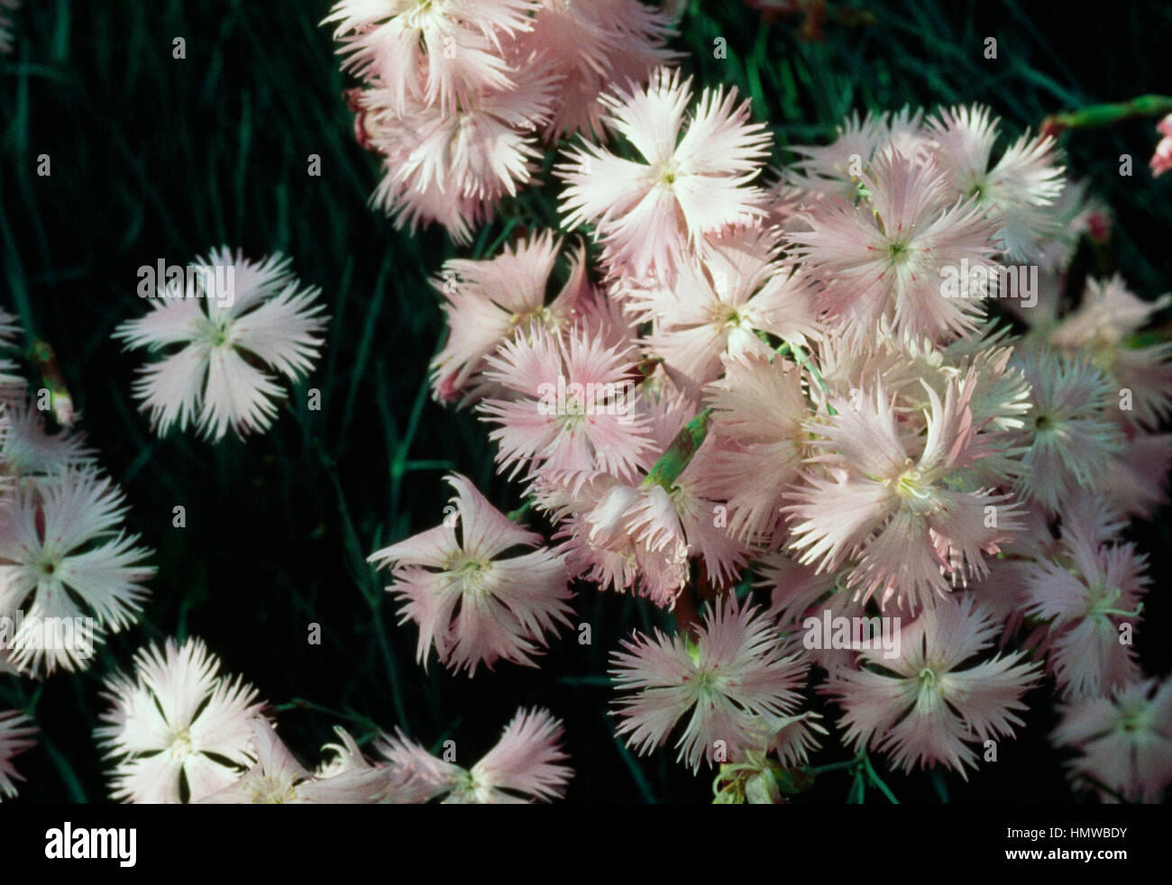 Rosa oder Nelke (Dianthus sp), Caryophyllaceae. Stockfoto