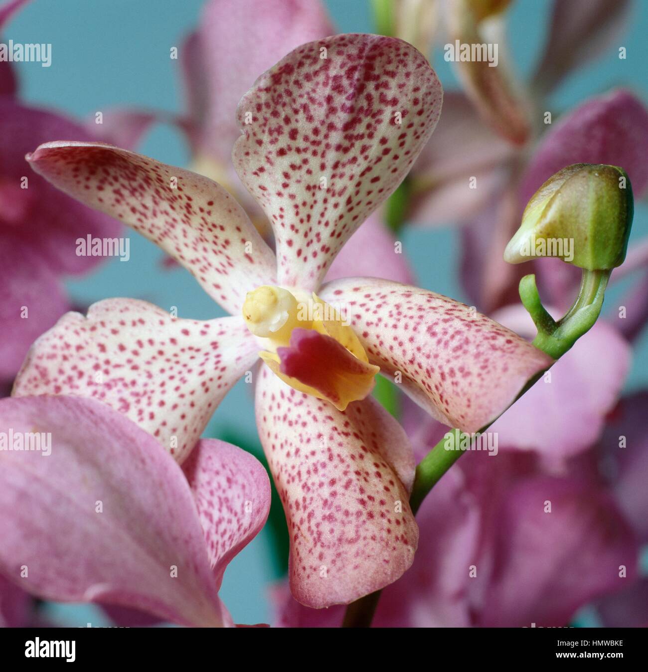 Venus' Slipper (Paphiopedilum Harrisonianum), Orchidaceae. Stockfoto