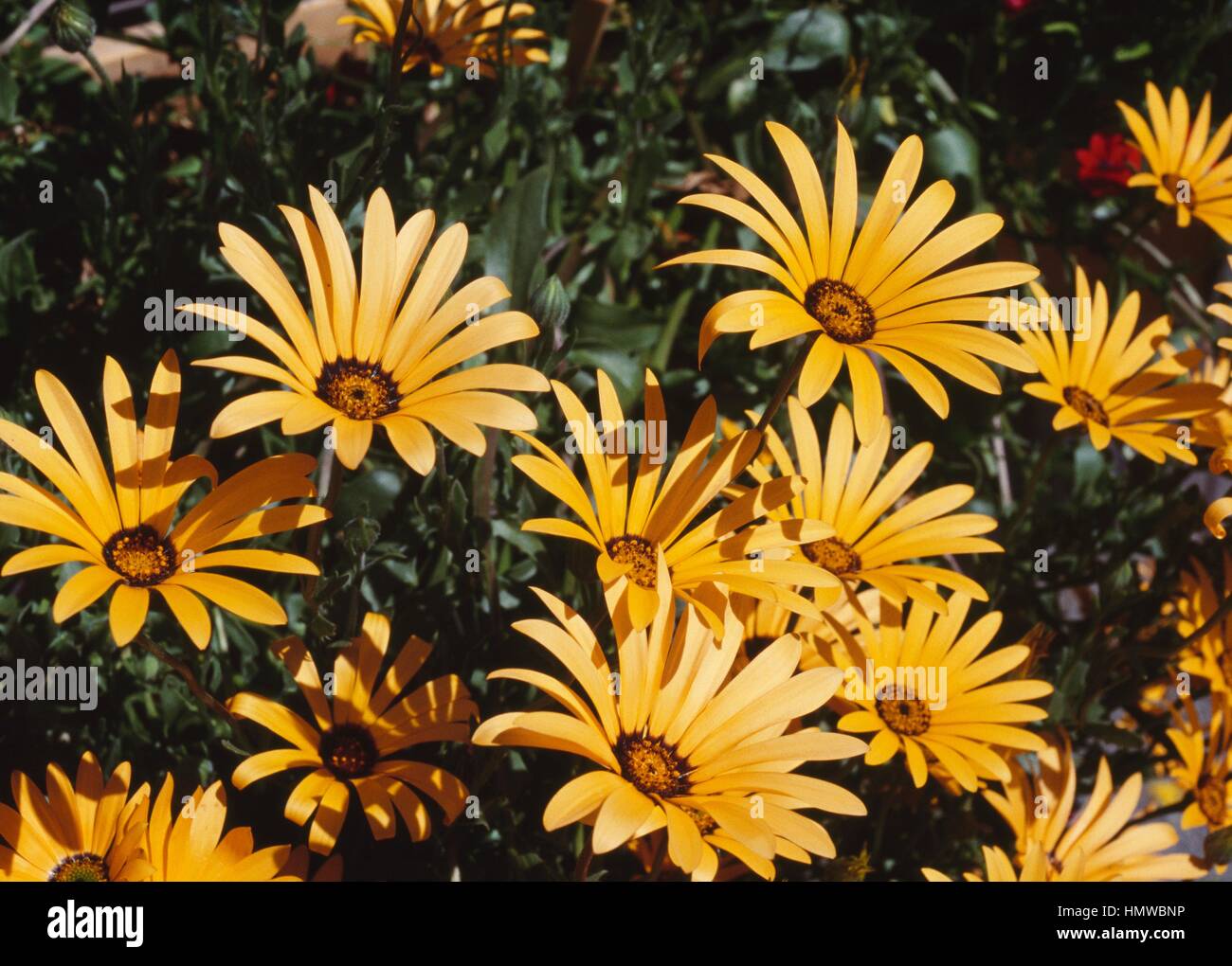 Pfeiffersches Kap-Ringelblume oder Kap-Ringelblume (Dimorphotheca Aurantiaca oder Dimorphotheca Sinuata), Asteraceae. Stockfoto