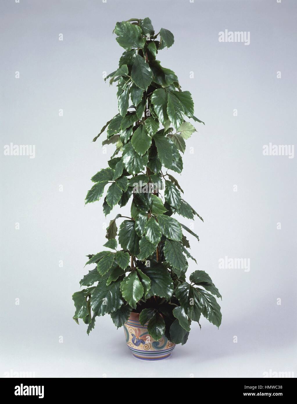 Zimmerpflanzen - Vitaceae. Kastanien-Rebe (Tetrastigma Voinieranum) Stockfoto