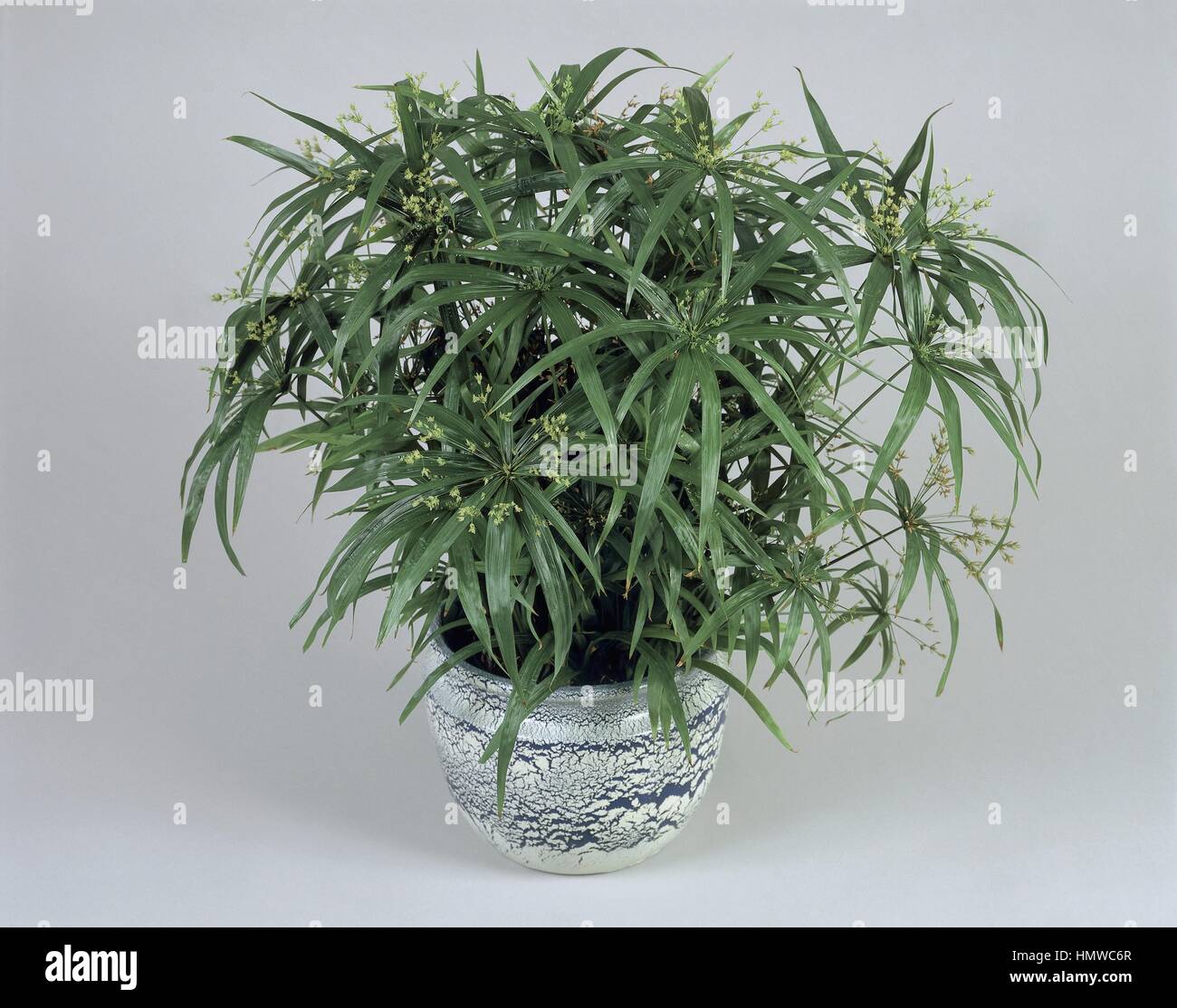 Zimmerpflanzen - Cyperaceae. Papyrus (Cyperus Papyrus "Zumula  Stockfotografie - Alamy