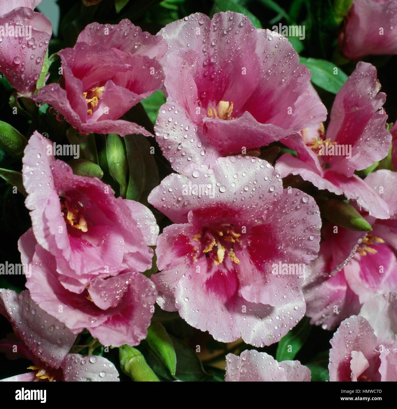 Ruby Kelch Clarkia oder Abschied vom Frühjahr (Godetia Grandiflora), Onagraceae. Stockfoto