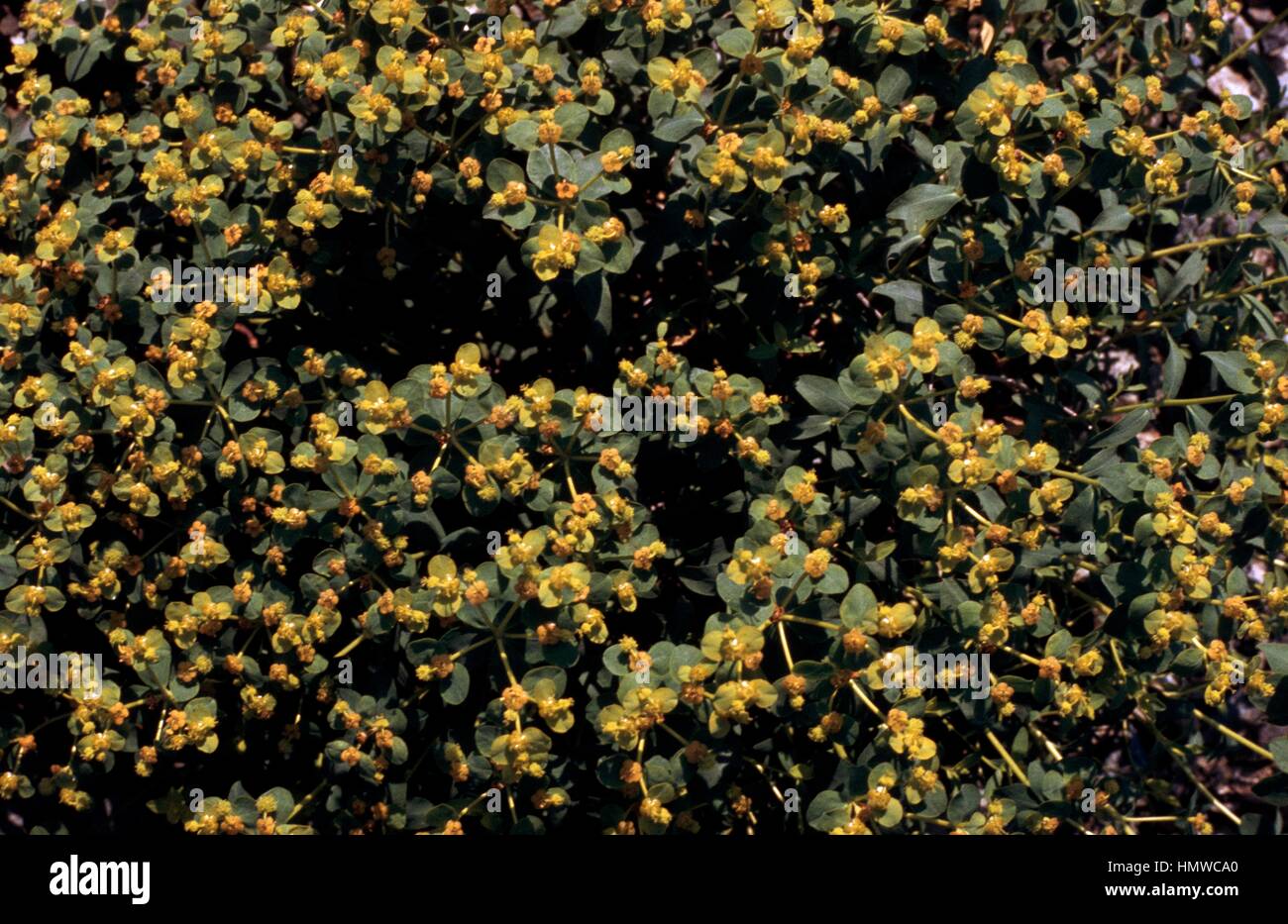 Euphorbia Spinosa Blumen, Euphorbiaceae. Detail Stockfotografie Alamy