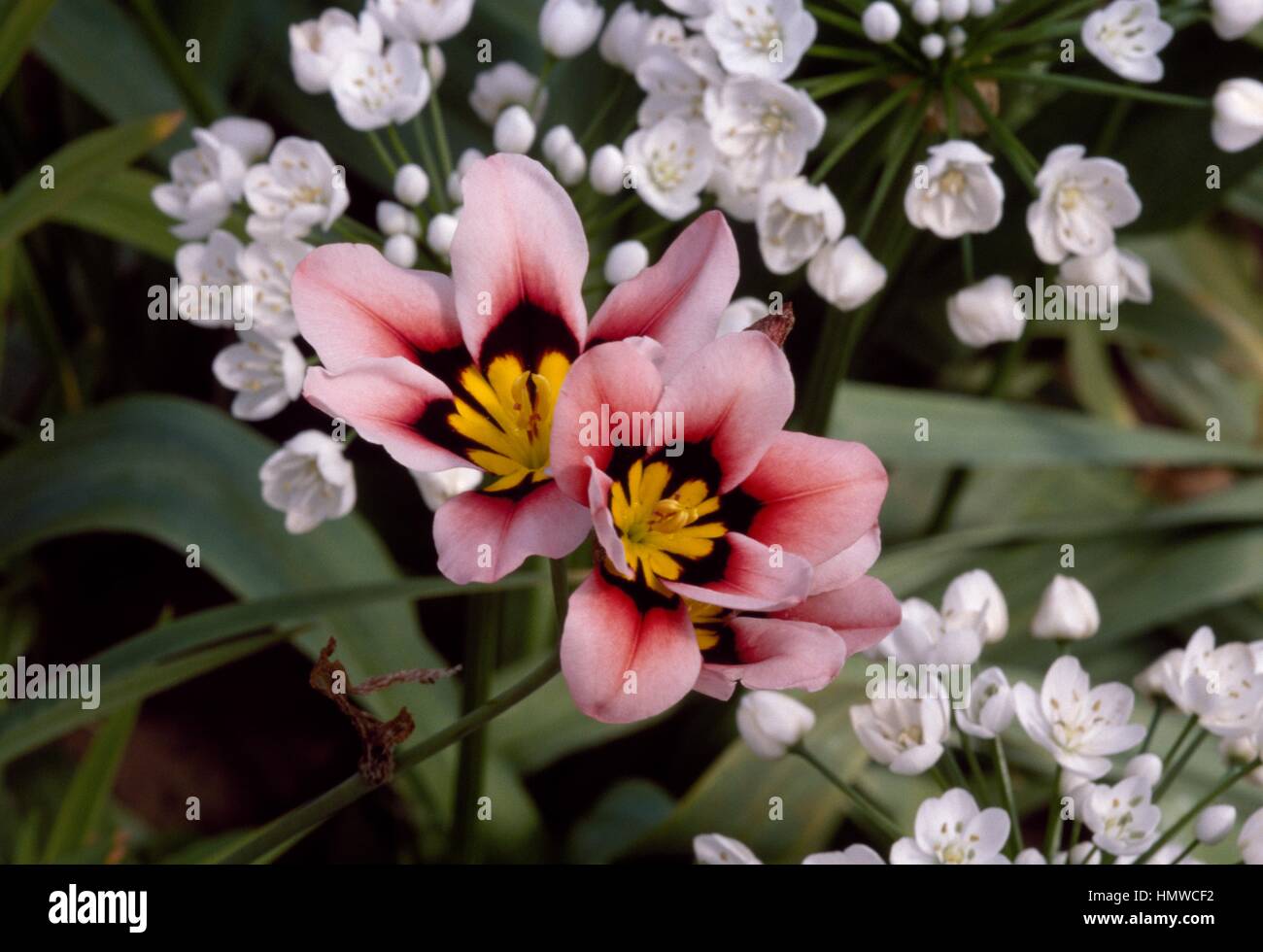 Spacaxis grandiflora lineata -Fotos und -Bildmaterial in hoher