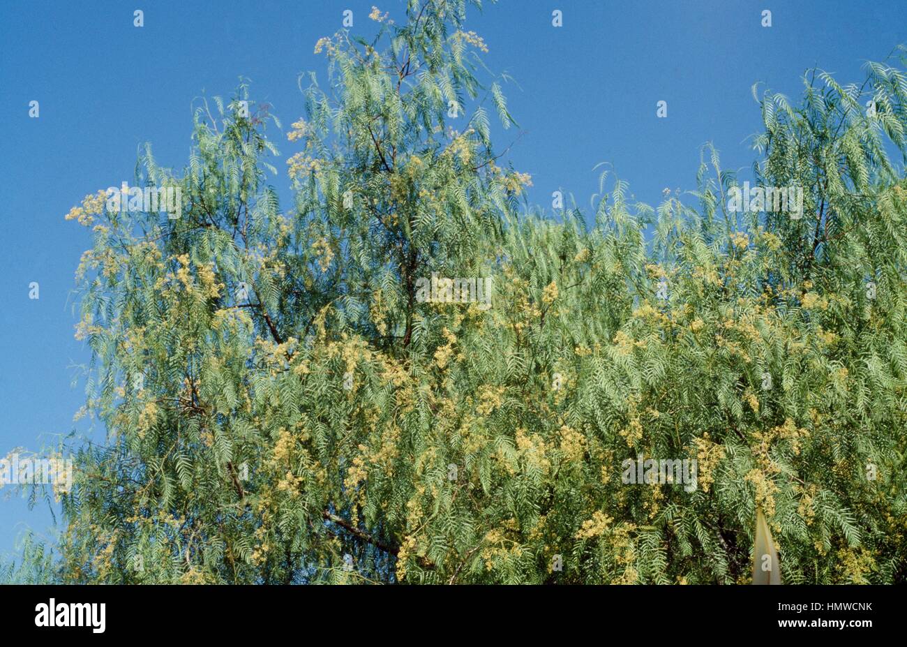 Peruanischer Pfeffer Laub (Schinus Molle), Anacardiaceae. Detail. Stockfoto