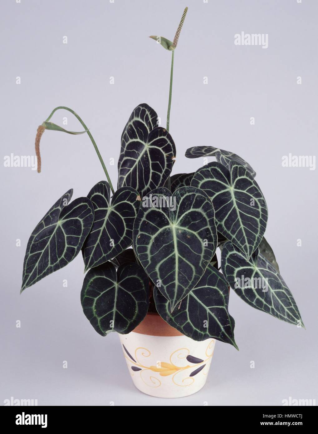Laceleaf (Anthurium Crystallinum), Aronstabgewchse Stockfotografie - Alamy