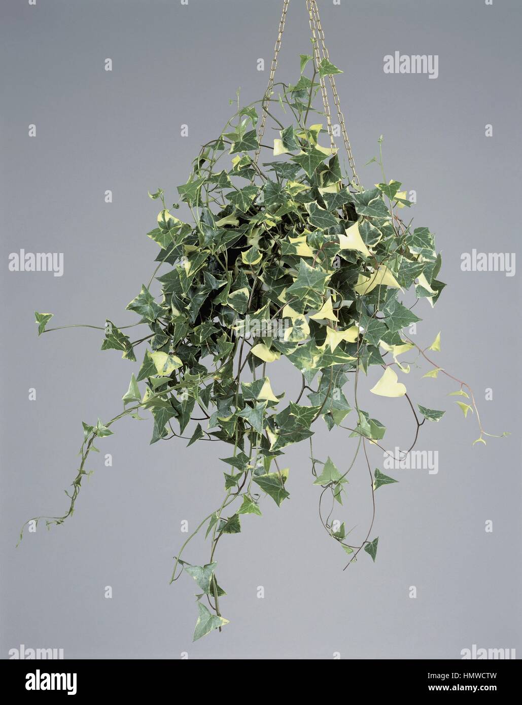 Zimmerpflanzen - blühender Efeu oder Madeliefie-Klimop (Senecio Macroglossus). Stockfoto
