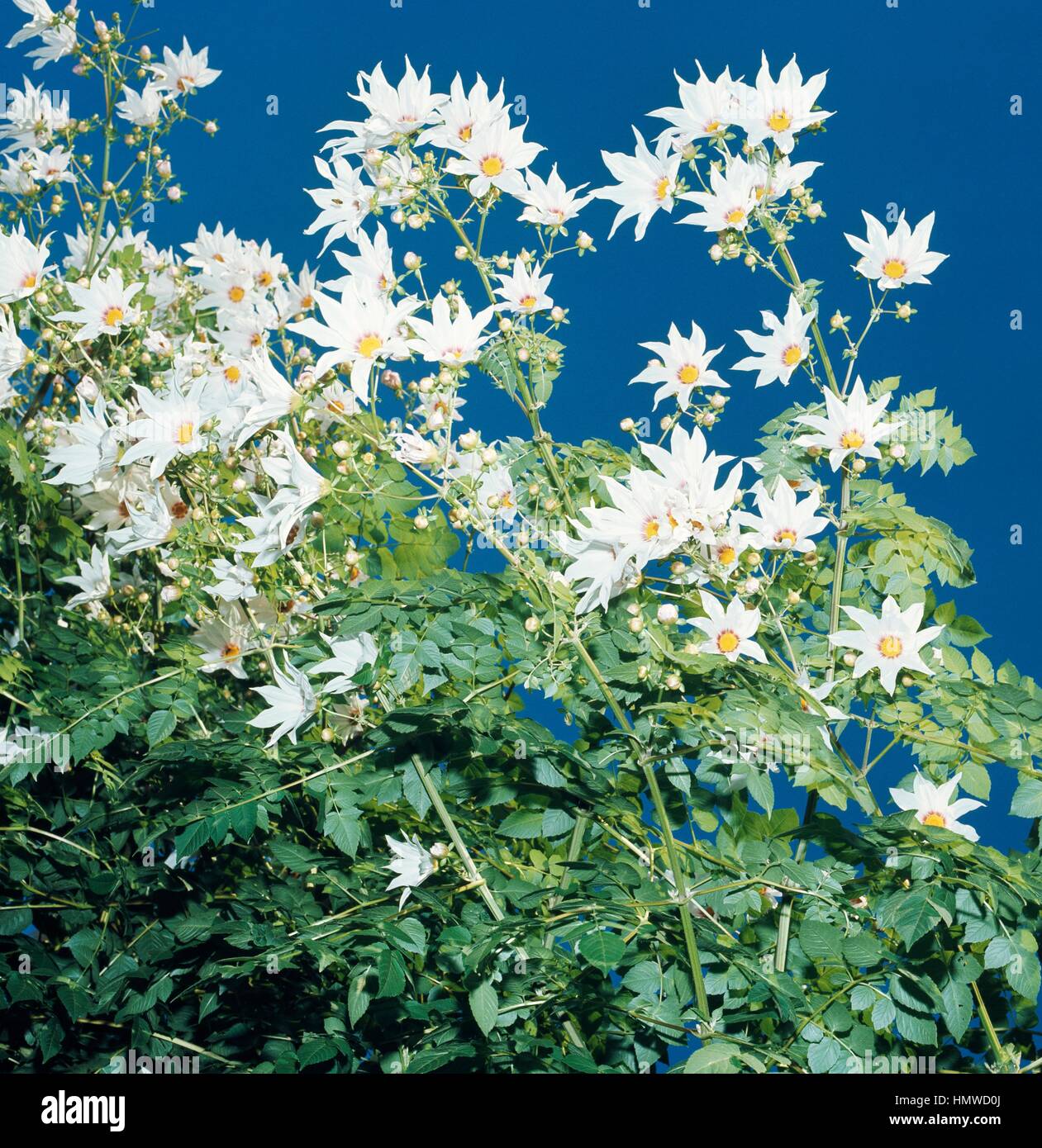 Dahlie (Dahlia Imperialis Alba), Asteraceae. Stockfoto