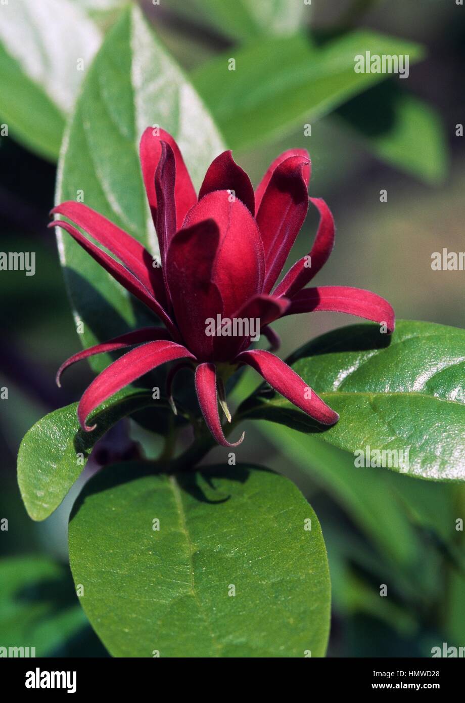 Sweetshrub (Caly Occidentalis), Calycanthaceae. Stockfoto