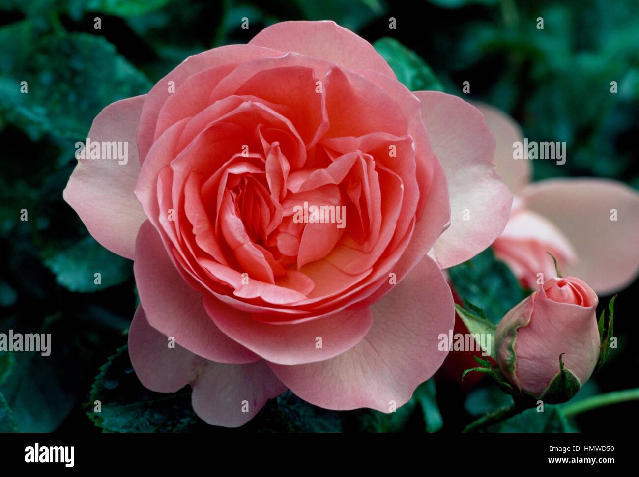 Rose (Rosa Guy de Maupassant), Rosengewächse. Stockfoto
