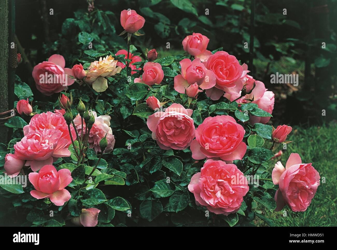 Botanik - Rosengewächse - Guy de Maupassant Rose (rosa MELsocrat). Stockfoto