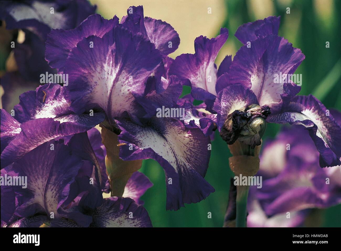 Botanik - Iridaceae - Iris "Jard Schwerpunkt". Stockfoto