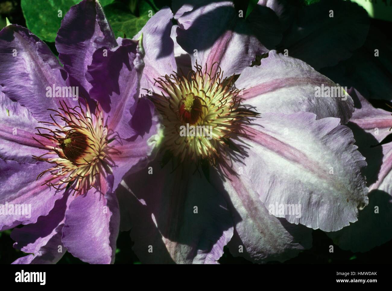 Waldrebe (Clematis William Ewart Gladstone), Butterblume. Stockfoto