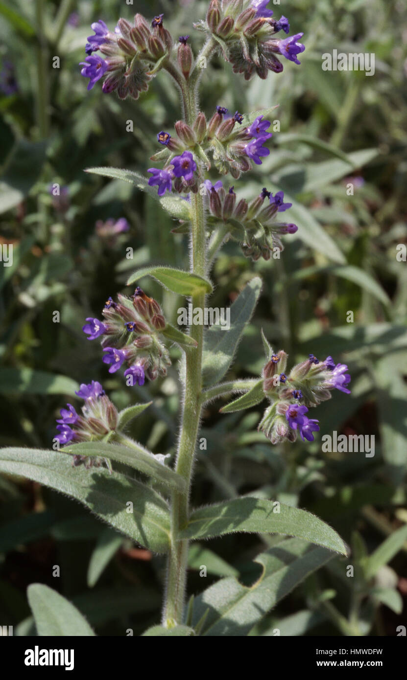 Gemeinsamen Bugloss in voller Blüte (Ochsenzungen Officinalis), Boraginaceae. Stockfoto