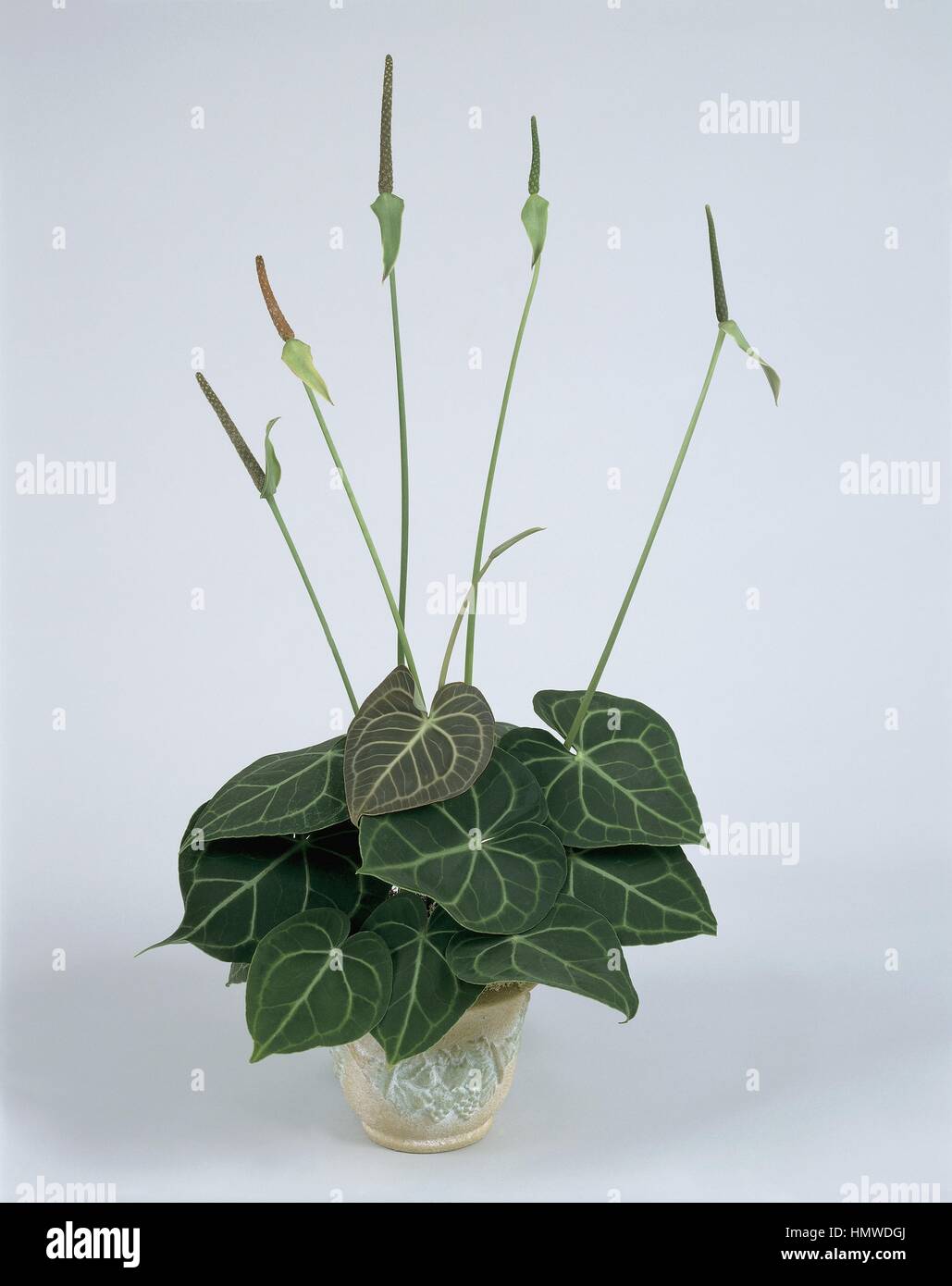 alocasia cuprea red secret variegata Alocasia Cuprea Pink Mint Variegata