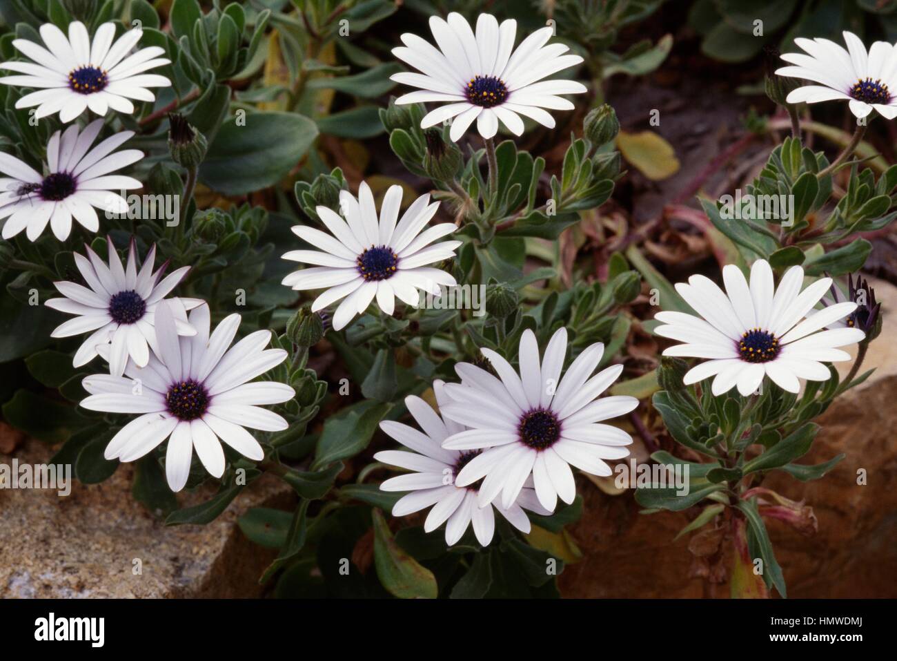 Wetter-Prophet (Dimorphotheca Pluvialis), Asteraceae. Stockfoto