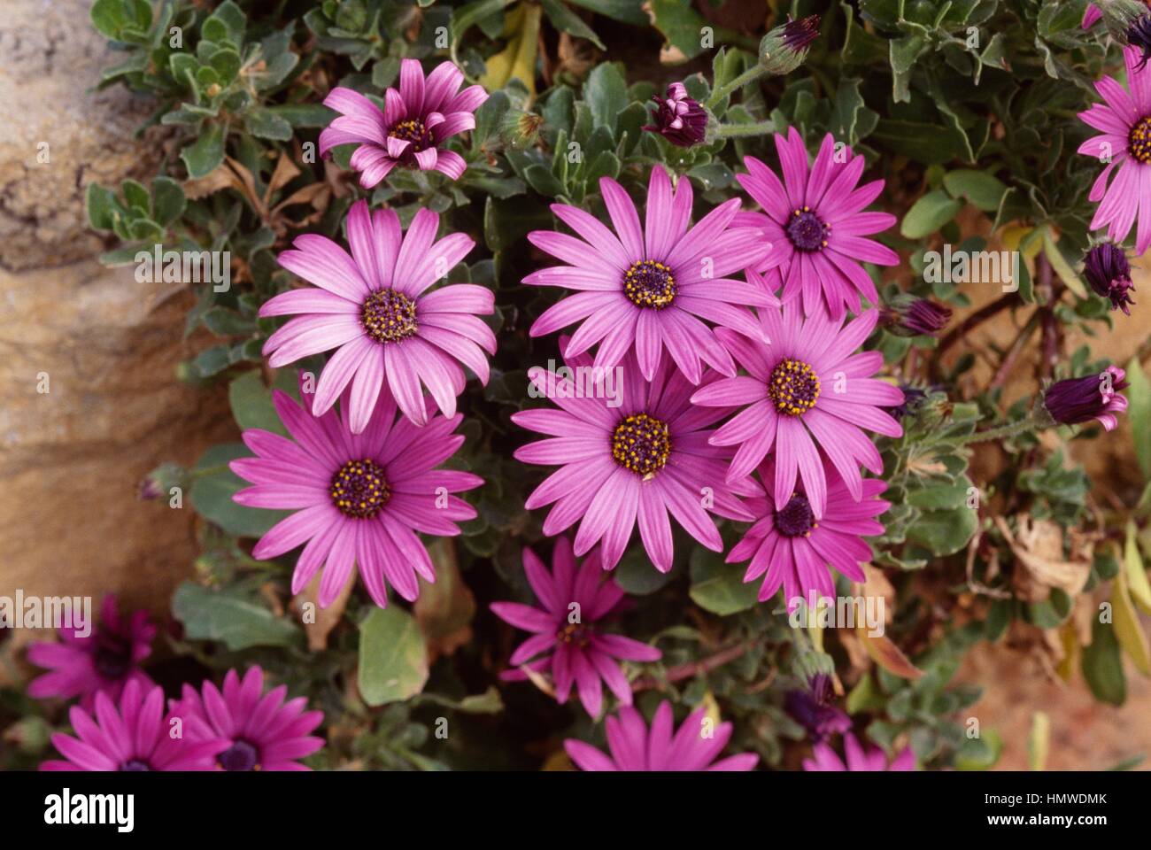 Wetter-Prophet (Dimorphotheca Pluvialis), Asteraceae. Stockfoto