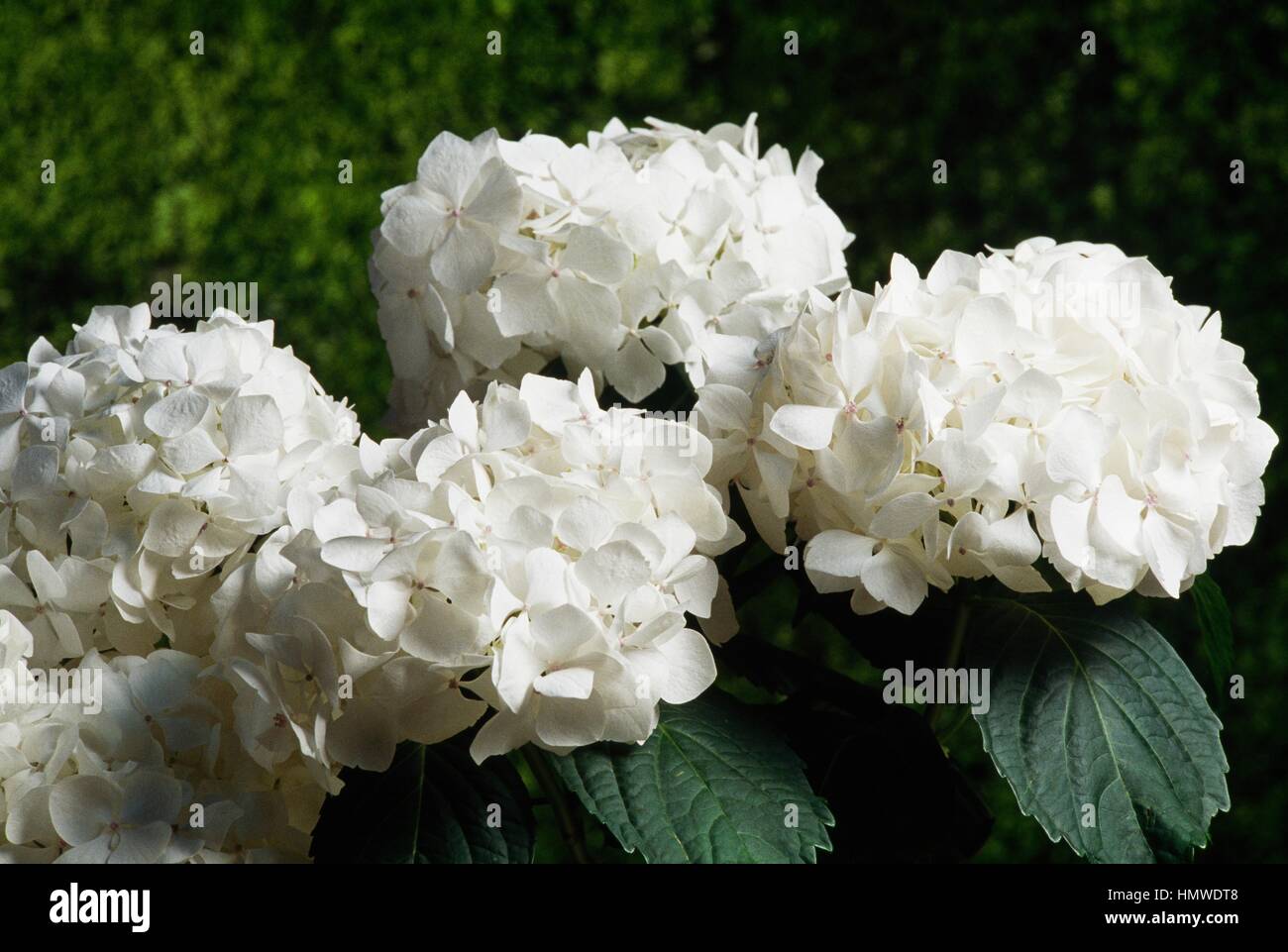 Hortensie oder Hortensia (Hydrangea Macrophylla Madame Emile Mouillere), Hydrangeaceae. Stockfoto