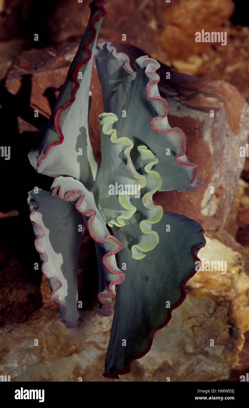 Silberne Krone (Cotyledon Undulata), Crassulaceae. Stockfoto