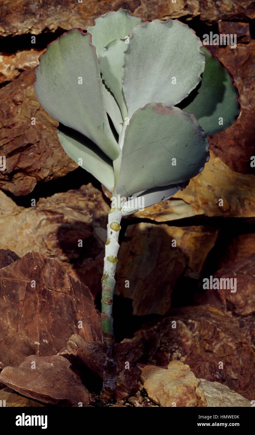 Silberne Krone (Cotyledon Undulata), Crassulaceae. Stockfoto