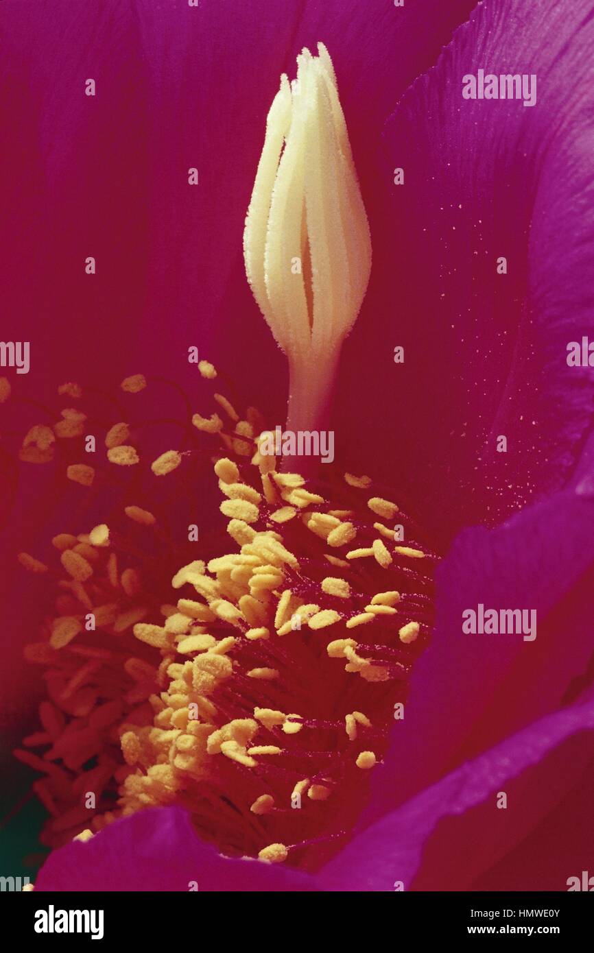 Botanik - Cactaceae. Echinopsis Mamillosa (weibliche und männliche Geschlechtsorgane) Stockfoto