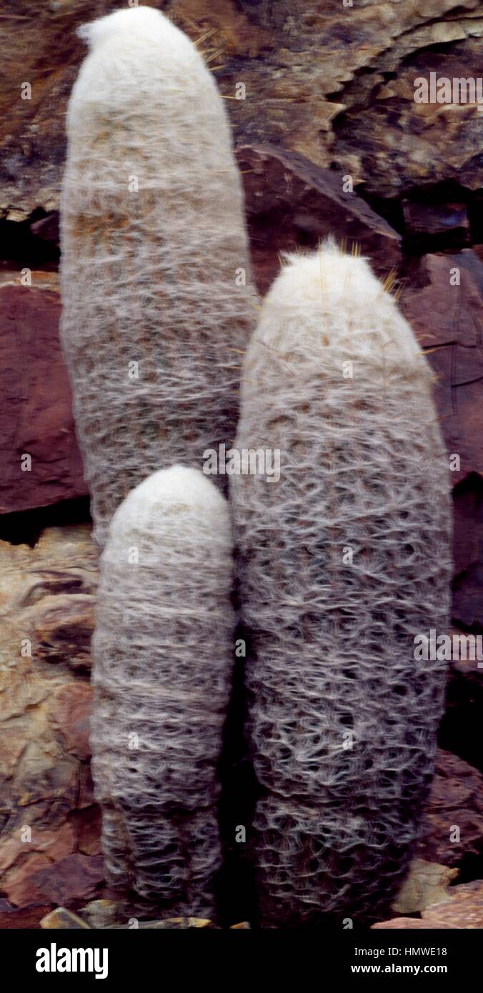 Cotton Ball Kaktus (Espostoa Lanata), Cactaceae. Stockfoto