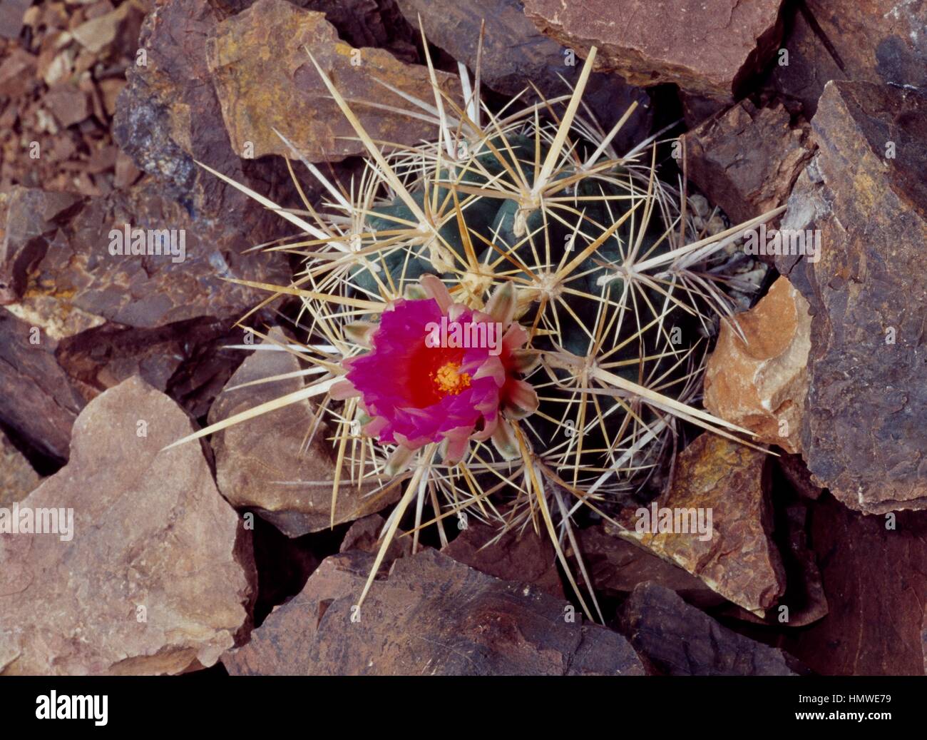 Blühende Pracht von Texas (Thelocactus bicolor), Cactaceae. Stockfoto