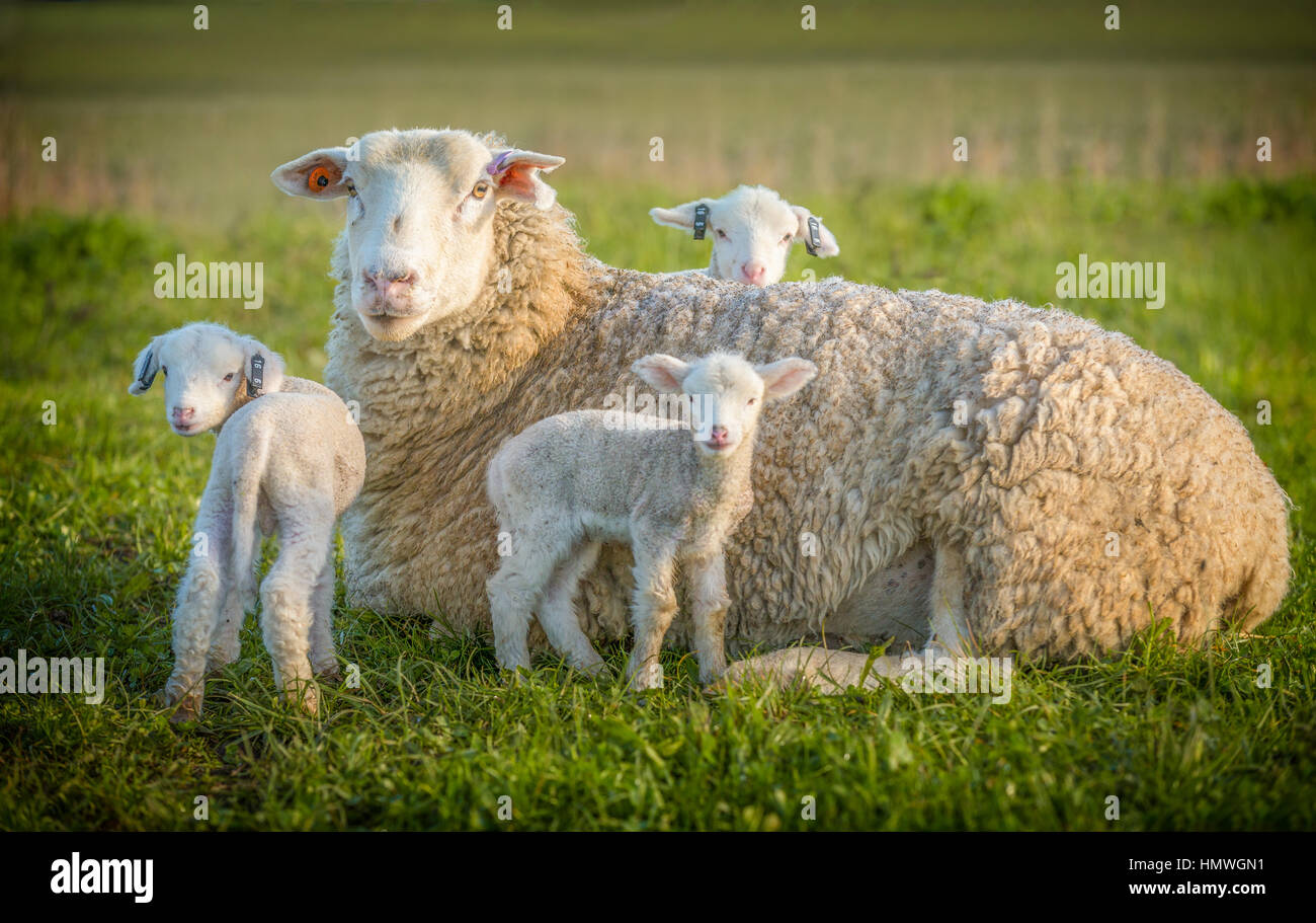 Schafe und dir Lamm in der Wiese Stockfoto