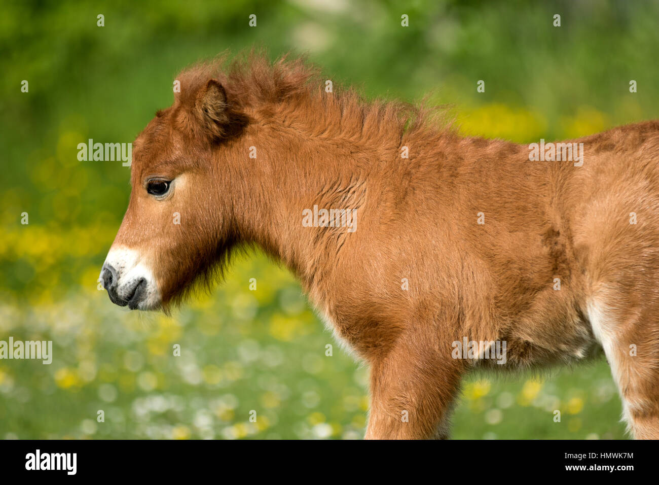 Eine süße Shetland-Pony Fohlen / Stutfohlen in einer Wiese voller Blumen im Frühling Stockfoto