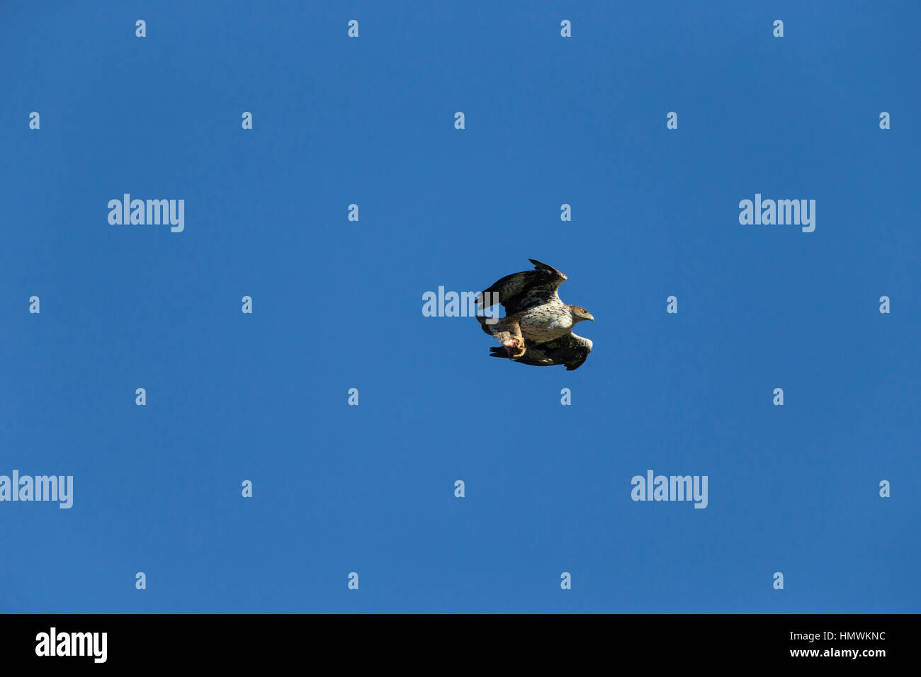 Habichtsadler Aquila Fasciata, Männchen, die mit Nahrungsmitteln in bücken gegen blauen Himmel, in der Nähe von Béziers, Hérault, Frankreich im Juni. Stockfoto