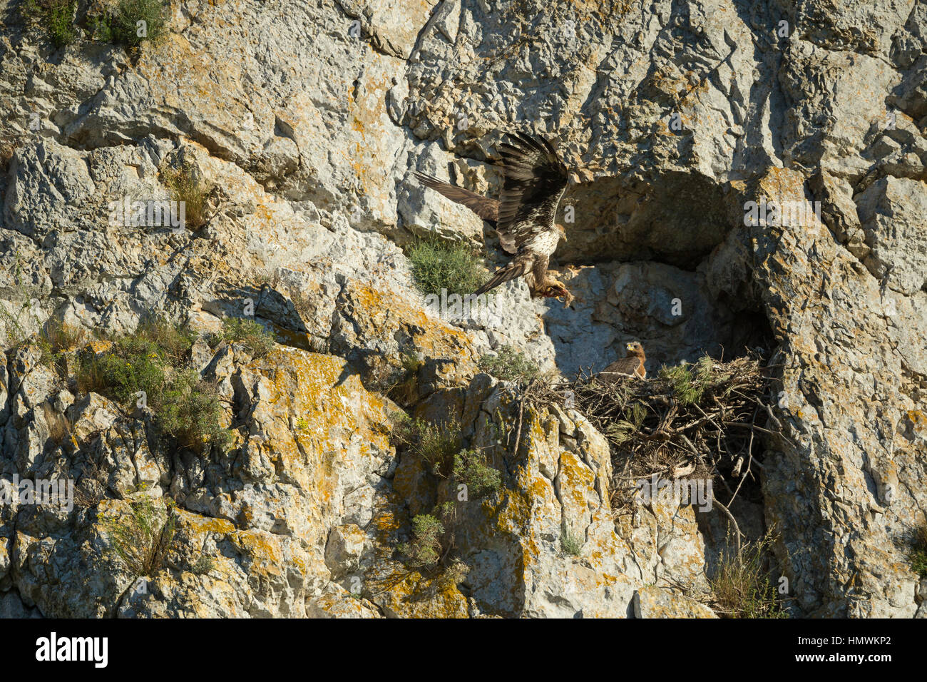 Habichtsadler Aquila Fasciata, Erwachsene männliche Küken am Cliff-Nest in der Nähe von Béziers, Hérault, Frankreich im Juni Essen bringen. Stockfoto