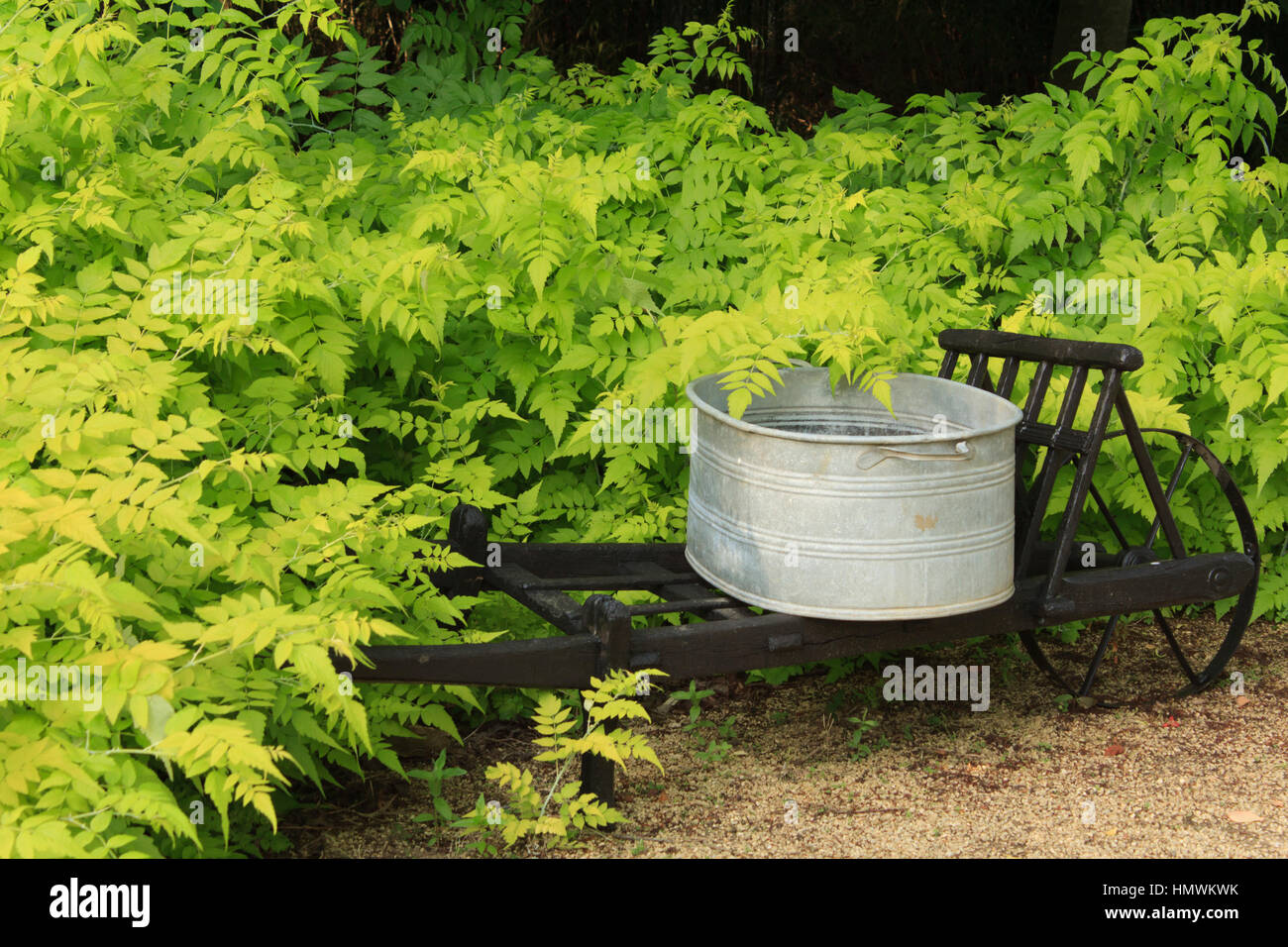 weißen Stängel Bramble 'Goldenvale', Rubus Cockburnianus "Goldenvale" und eine Schubkarre, die Gärten des Pays d ' Auge, Normandie, Frankreich Stockfoto