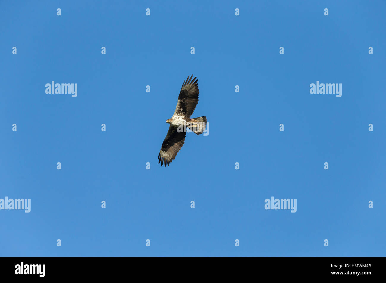 Bonelli Adler Aquila Fasciata, erwachsenes Weibchen im Flug gegen blauen Himmel, in der Nähe von Béziers, Hérault, Frankreich im Juni. Stockfoto