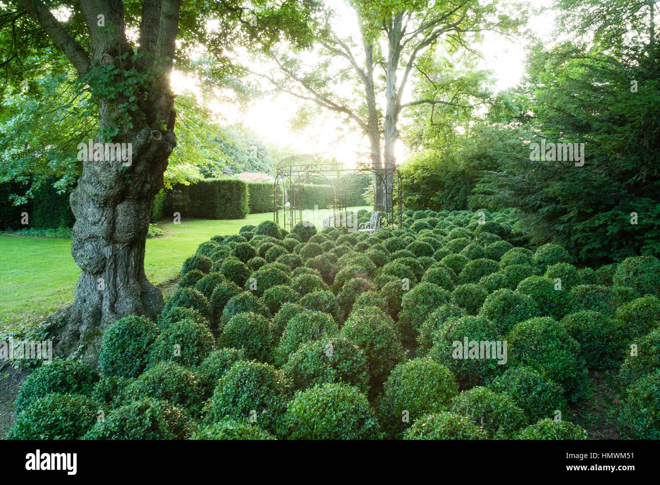 Common garden shrubs Fotos und Bildmaterial in hoher Auflösung Alamy