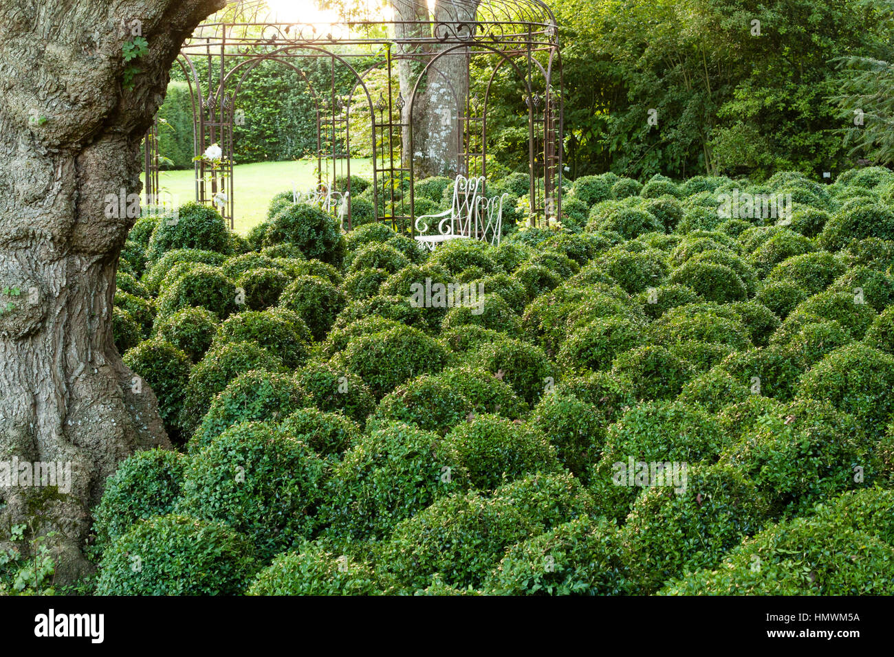 Common garden shrubs Fotos und Bildmaterial in hoher Auflösung Alamy