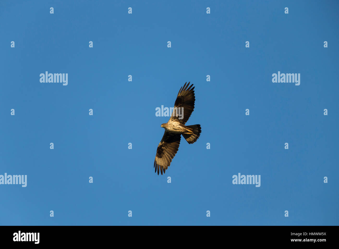 Bonelli Adler Aquila Fasciata, Männchen im Flug gegen blauen Himmel, in der Nähe von Béziers, Hérault, Frankreich im Juni. Stockfoto