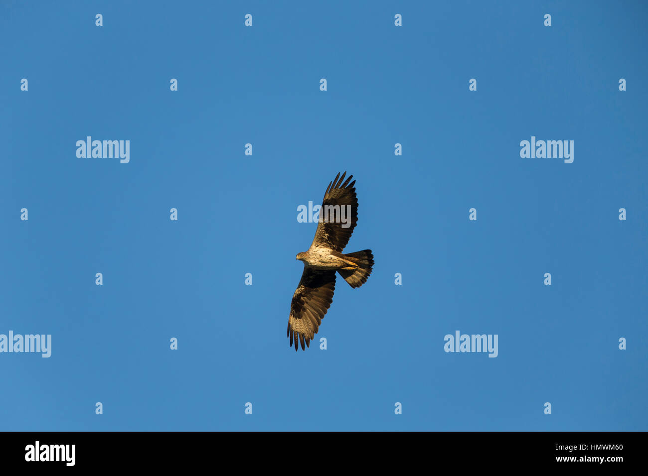 Bonelli Adler Aquila Fasciata, Männchen im Flug gegen blauen Himmel, in der Nähe von Béziers, Hérault, Frankreich im Juni. Stockfoto