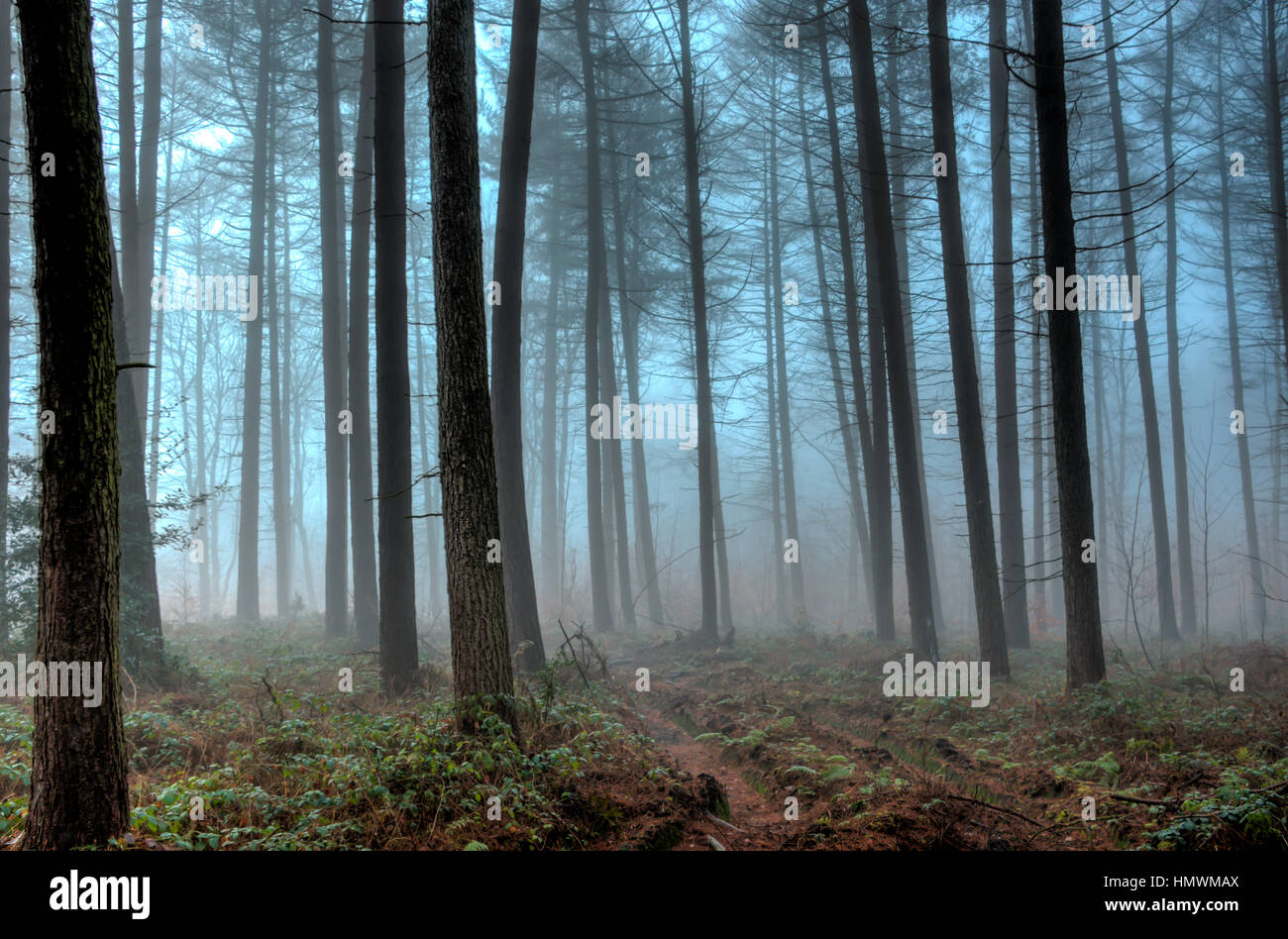 Nebligen Wald Szene Stockfoto