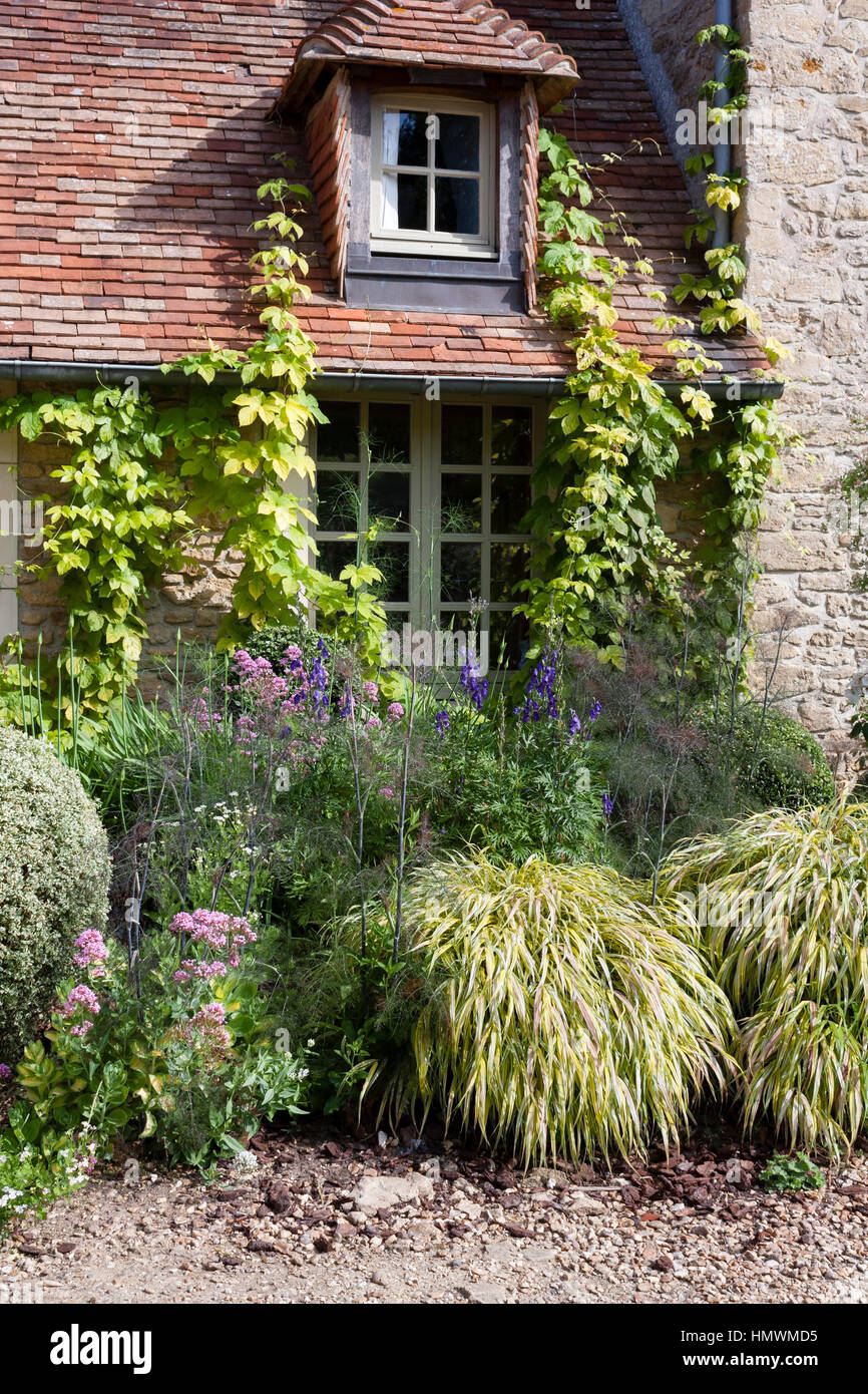 Gärten des Pays d ' Auge, Normandie, Frankreich, vor dem Haus, Humulus