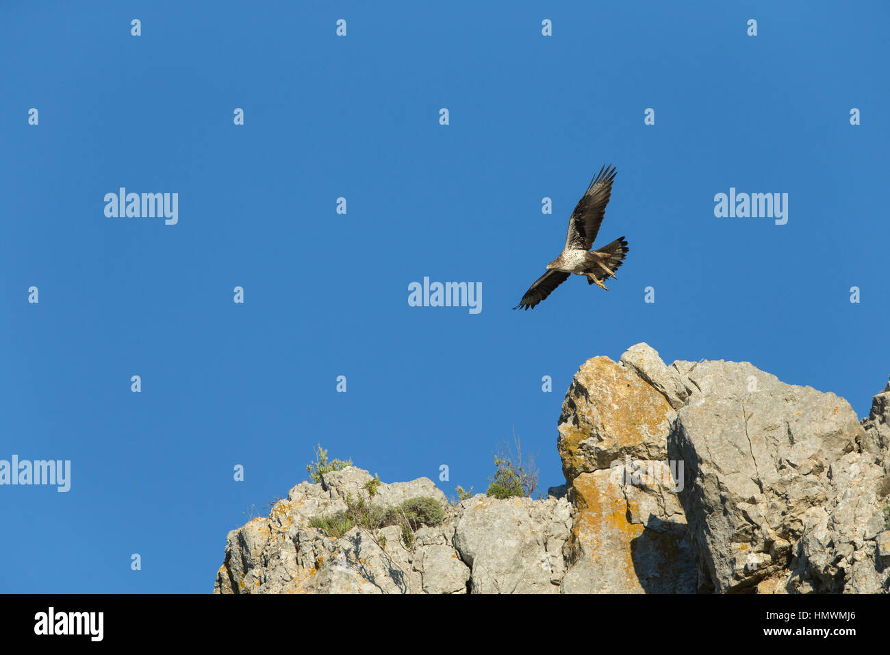 Bonelli Adler Aquila Fasciata, Männchen im Flug gegen blauen Himmel, in der Nähe von Béziers, Hérault, Frankreich im Juni. Stockfoto