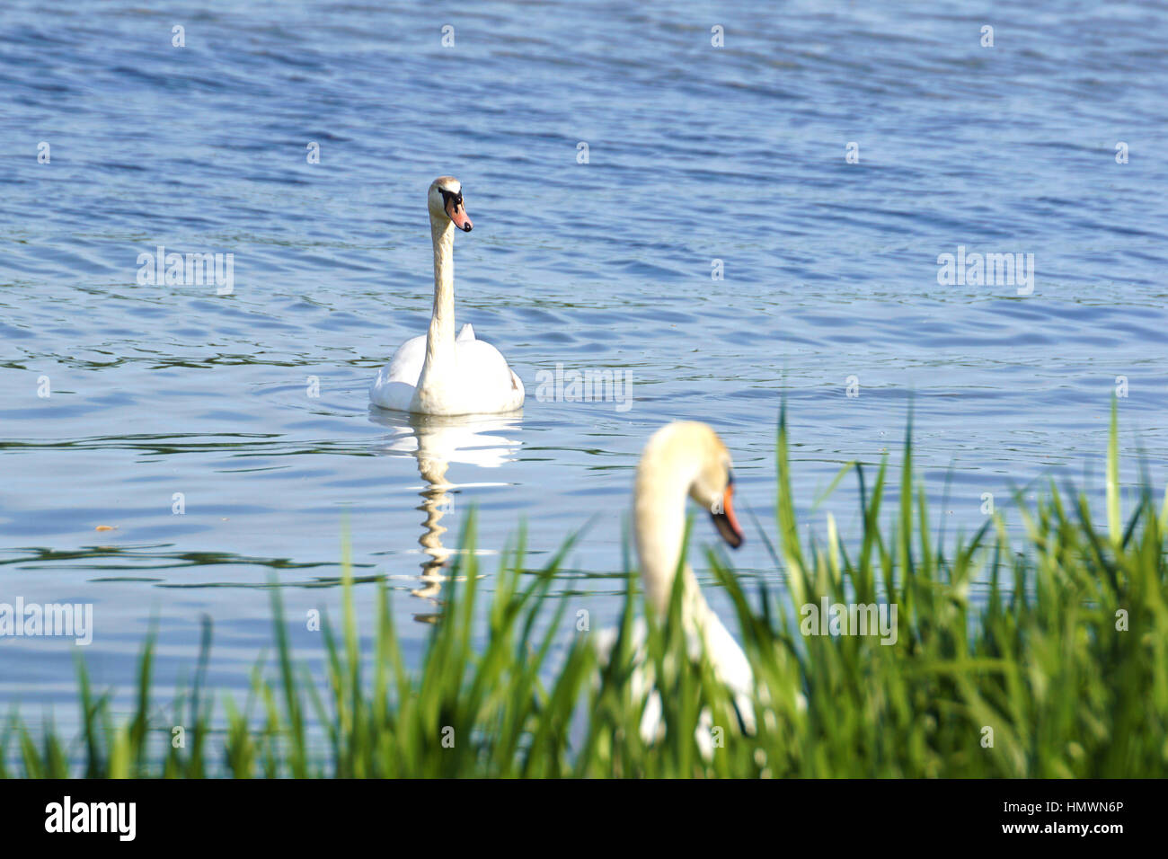 Schwan im See Stockfoto