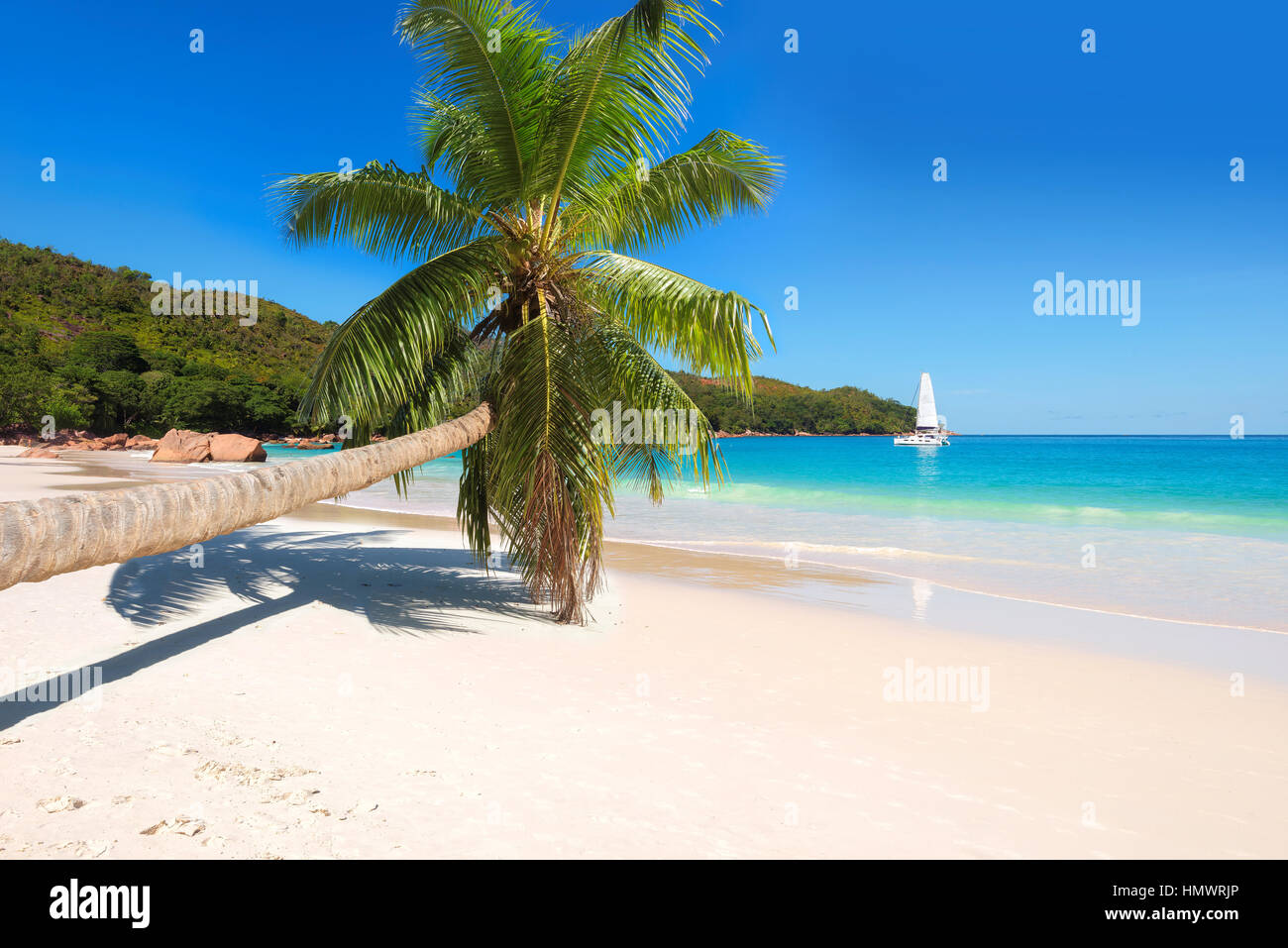 Palme am tropischen Strand. Stockfoto